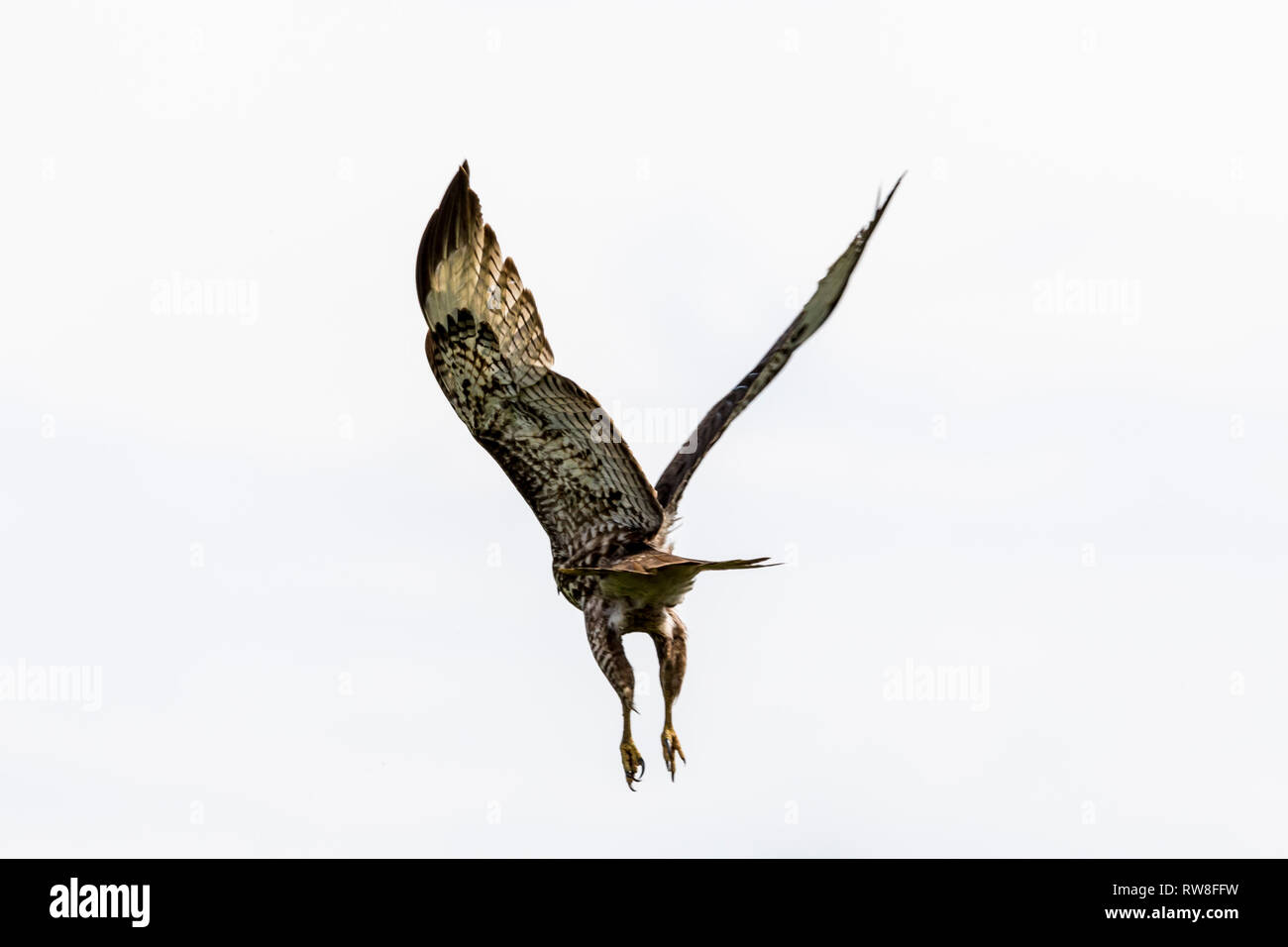 Un falco prende il volo al San Luis National Wildlife Refuge nella valle centrale della California USA Foto Stock