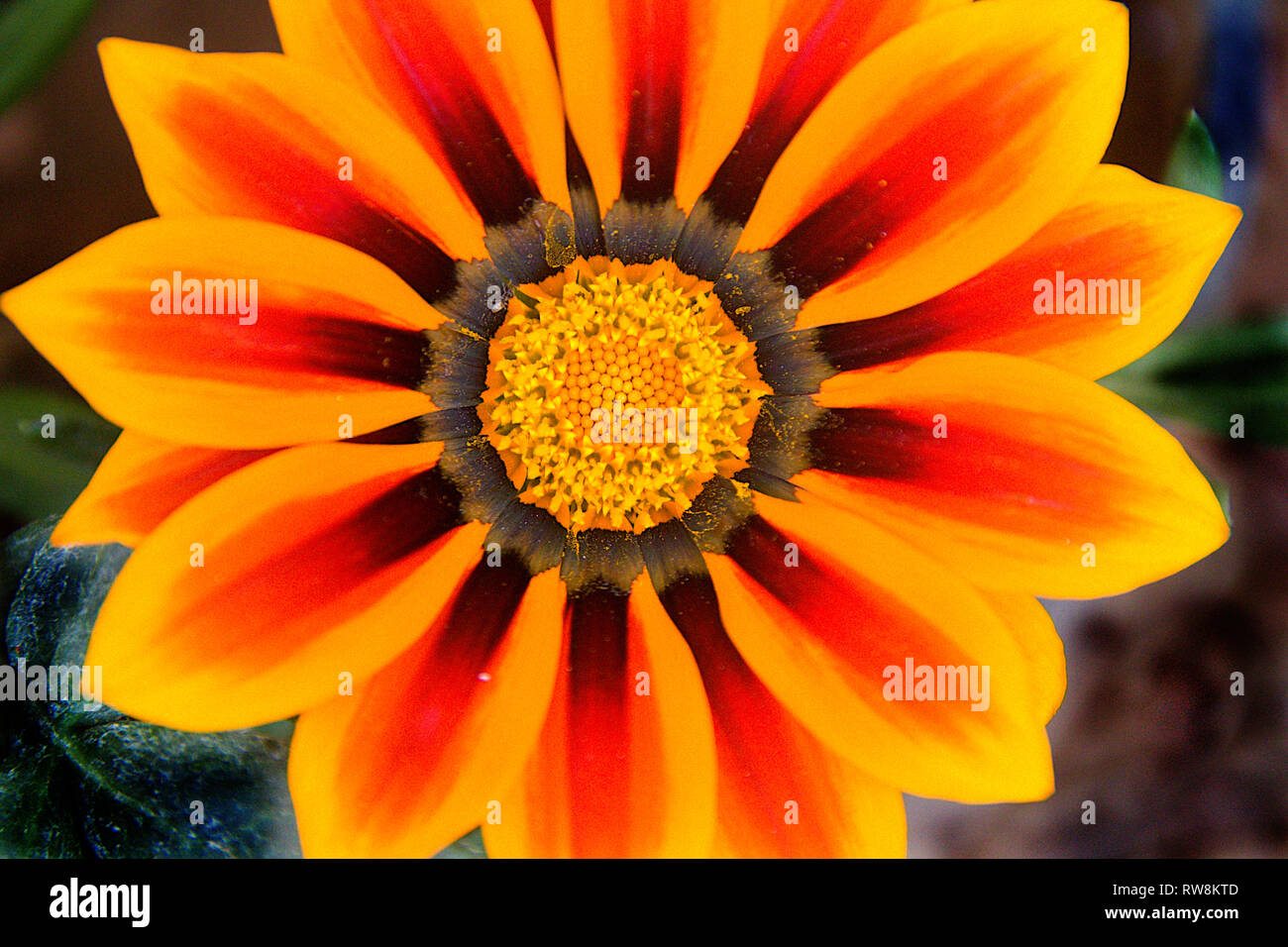 Vista ravvicinata del fiore con il disco arancione broccoli e fiori ligulati di variare i colori marrone, rosso e arancione dal fondo a punta Foto Stock