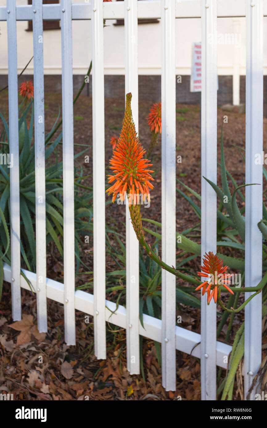 Aloe fioriture dei fiori o fioritura in inverno nella Provincia Sudafricana del Capo crescendo attraverso un metallo bianco recinzione di un giardino Foto Stock