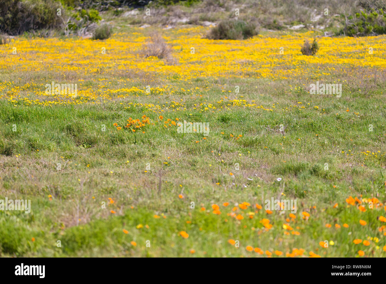 Tappeto di giallo e arancio fiori selvatici o fynbos all'inizio della primavera in Postberg riserva naturale nella West Coast National Park, Provincia del Capo Foto Stock