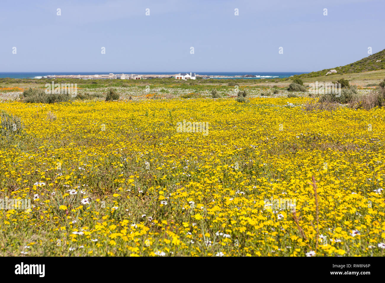 Un tappeto o una massa di giallo fiori selvatici o fynbos si estende oltre la zona di Postberg nella West Coast National Park durante la primavera nella provincia del Capo Foto Stock