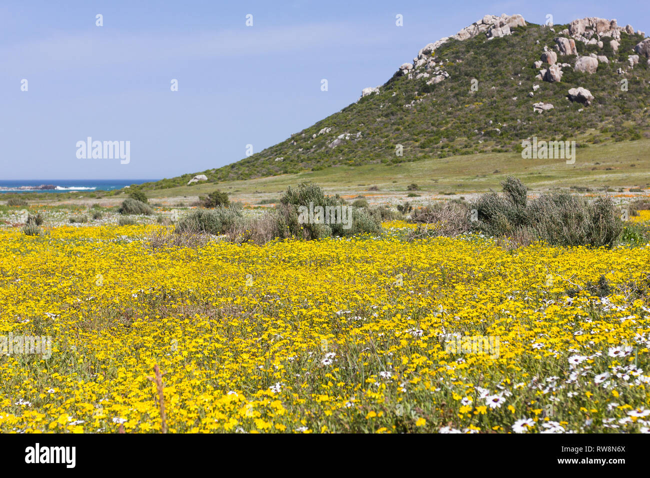 Tappeto di sfondo o massa di giallo fiori selvatici segna l'inizio di primavera nella provincia del Capo, specialmente Postberg nella West Coast National Park Foto Stock