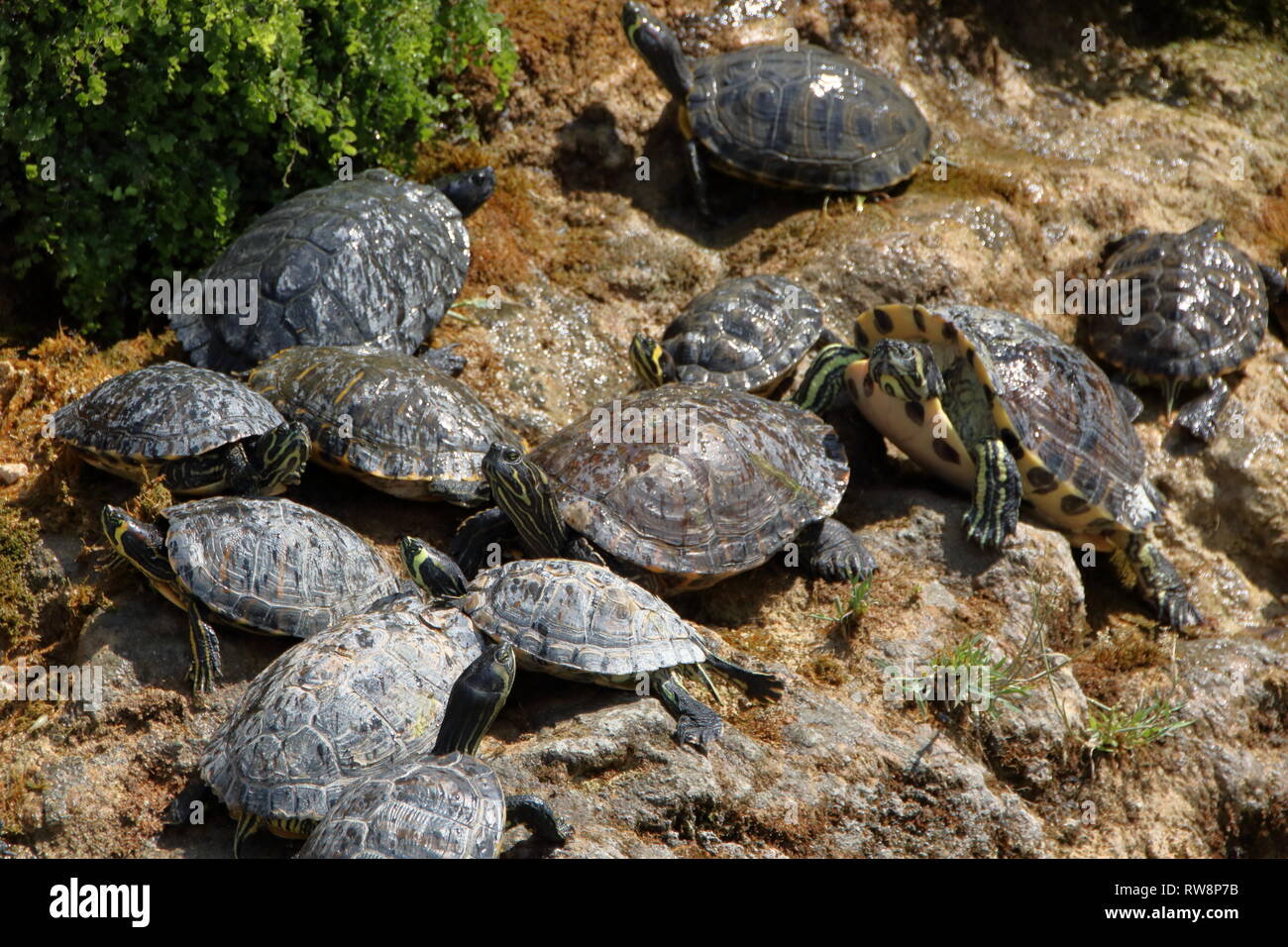 Un gruppo di piccoli tartarughe acquatiche Foto Stock