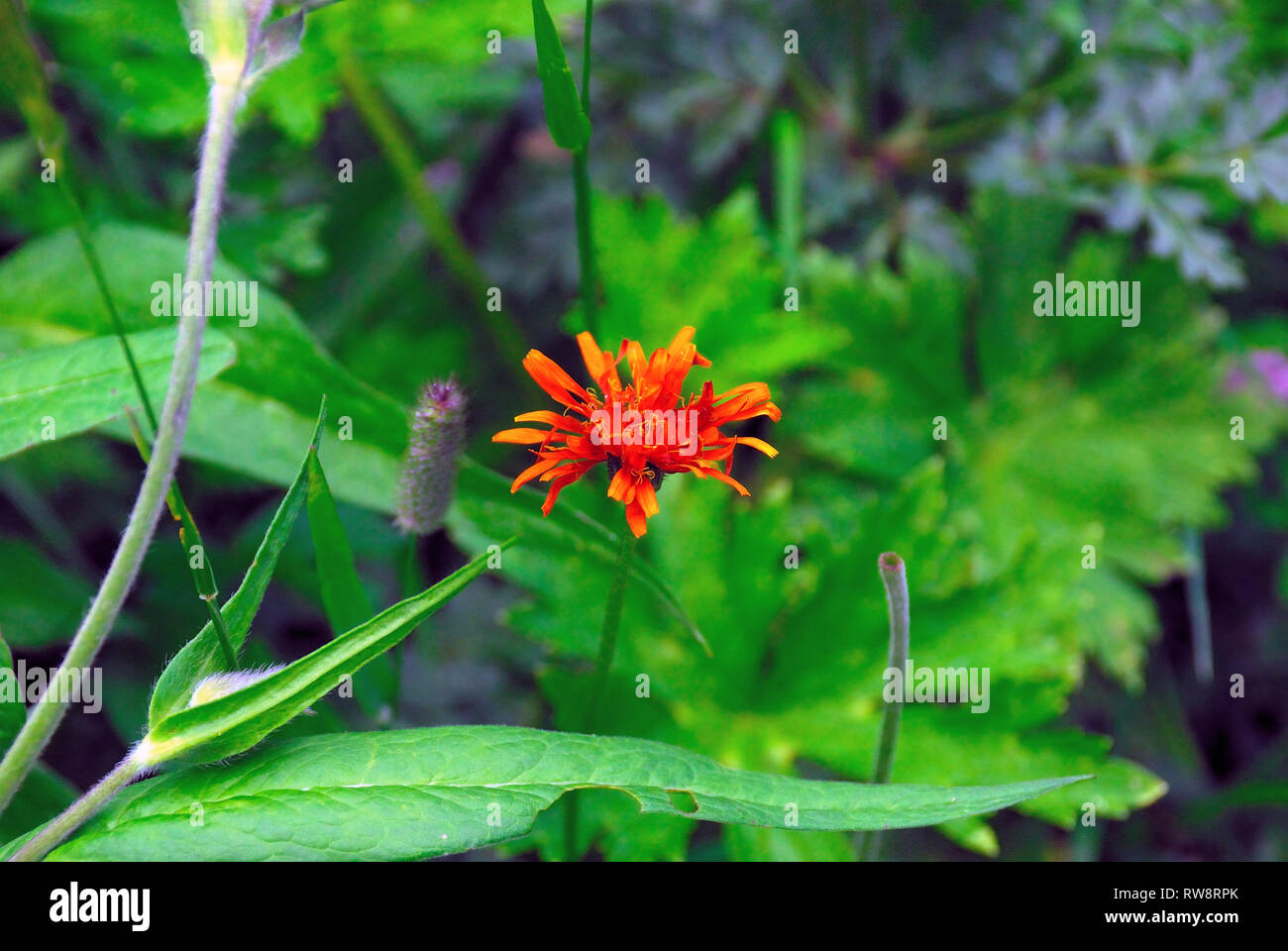 L'Italia, sulle Alpi Giulie. Pilosella aurantiaca o Hieracium aurantiacum. Foto Stock