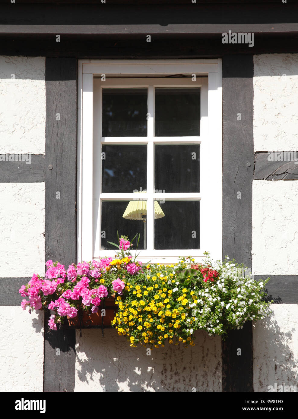 Mezzo in legno finestra con fiori e cassetta per fiori, Achim, Bassa Sassonia, Germania, Europa mi Fachwerkfenster mit Blumen und Blumenkasten, Achim, Niedersac Foto Stock