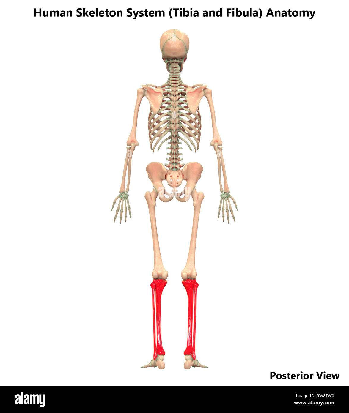 Scheletro umano anatomia del sistema Vista posteriore Foto Stock