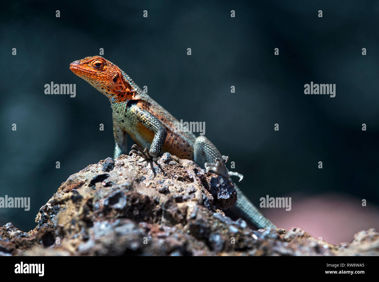 Lava femmina Lizard ( (Microlophus albemarlensis), una specie endemica su Isabela Island, Isole Galapagos, Ecuador Foto Stock