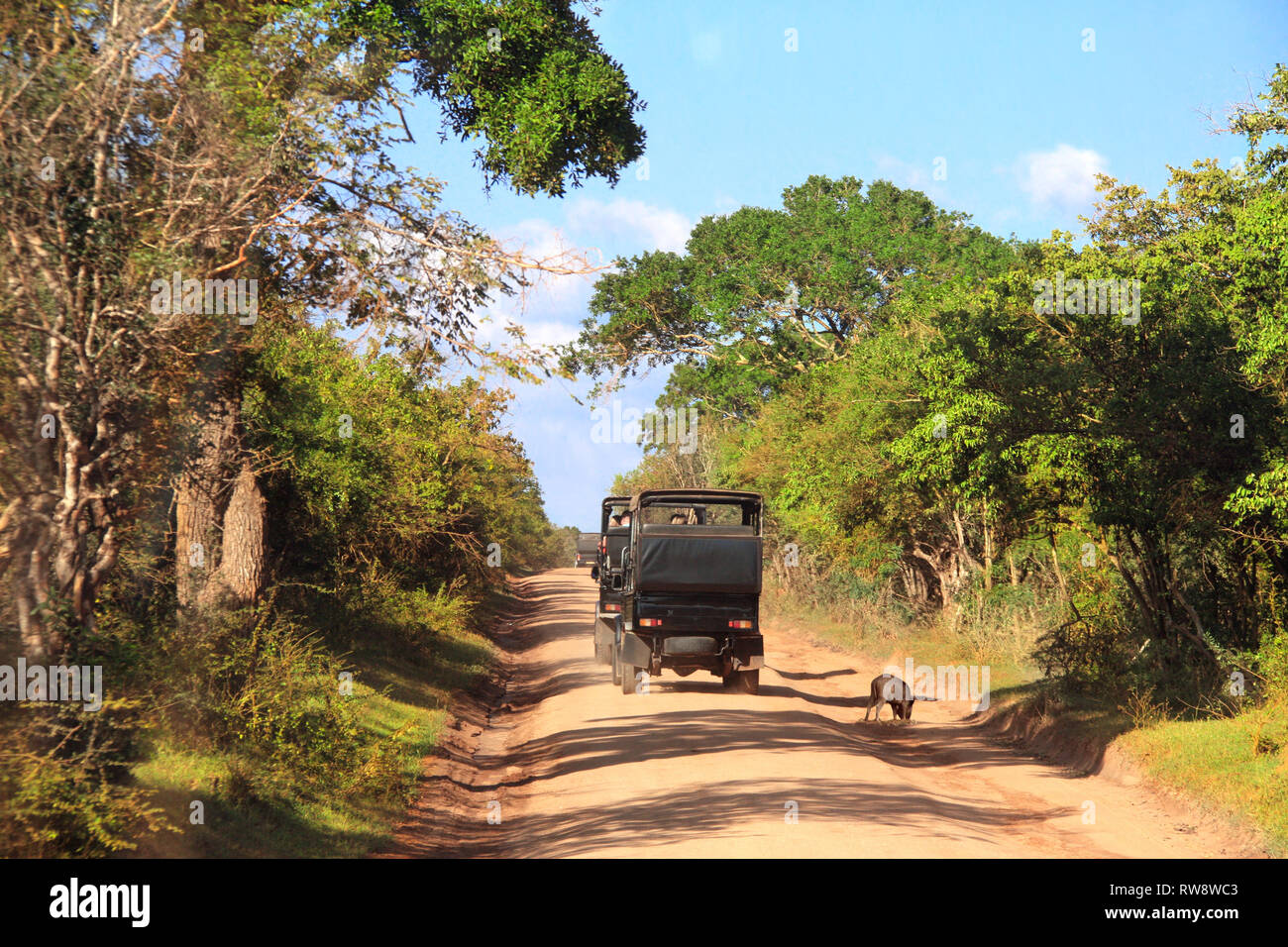 Auto safari nel parco nazionale Yala. I turisti in auto e il cinghiale sulla strada polverosa. Sri Lanka Foto Stock