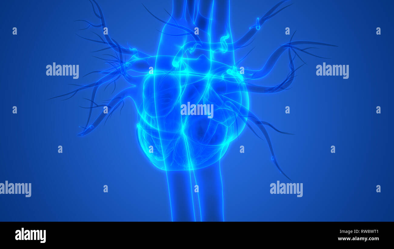 Cardio umana Sistema vascolare Anatomia cardiaca Foto Stock