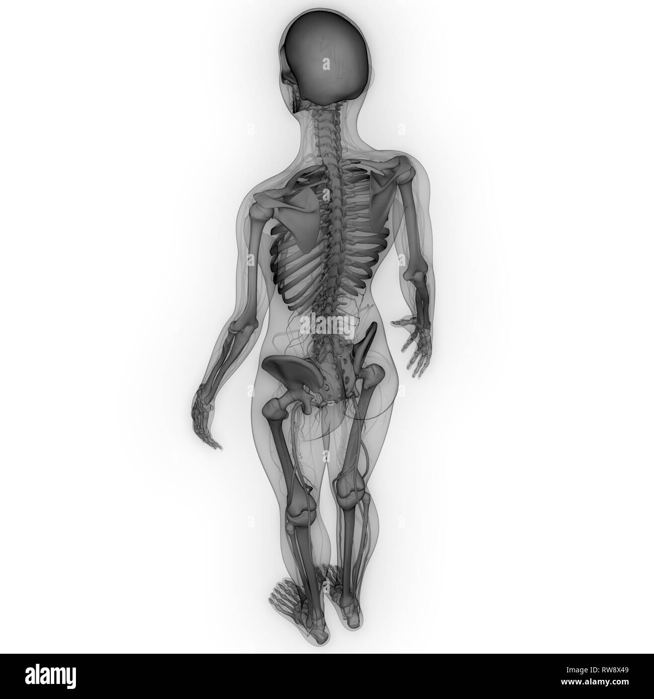 Scheletro umano anatomia del sistema Foto Stock