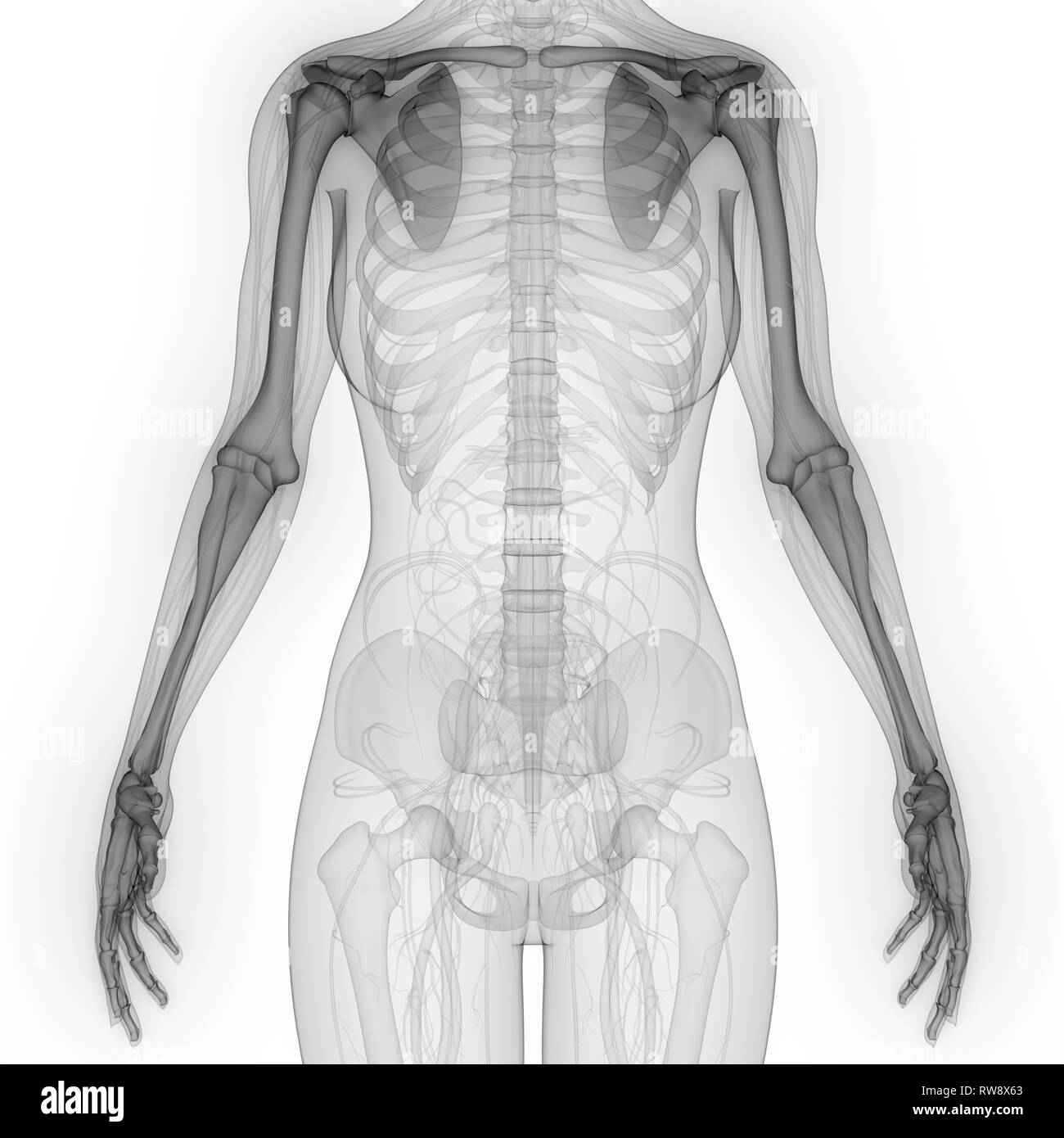 Scheletro umano sistema Arti Superiori anatomia Foto Stock