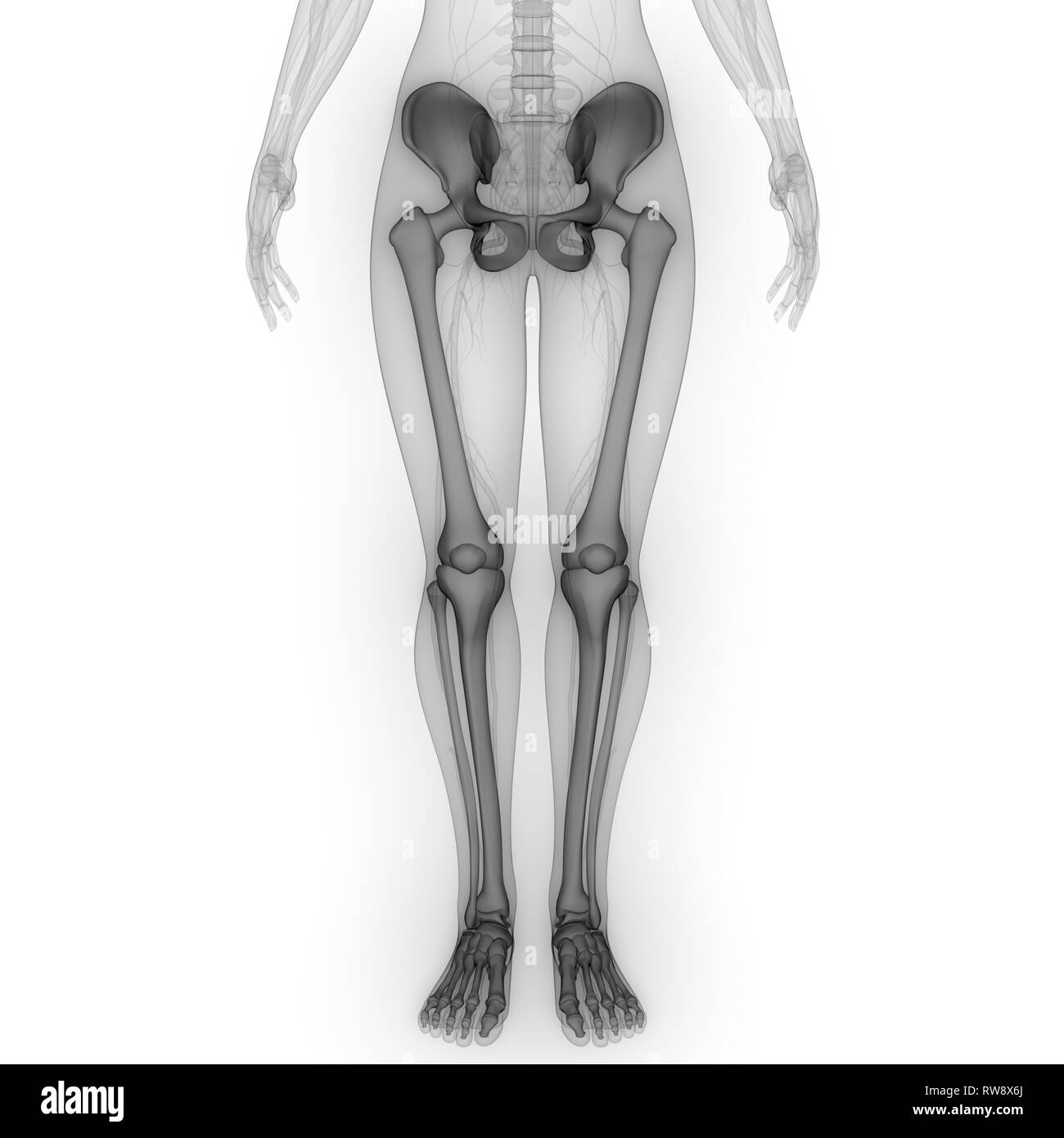 Scheletro umano del sistema degli arti inferiori anatomia Foto Stock