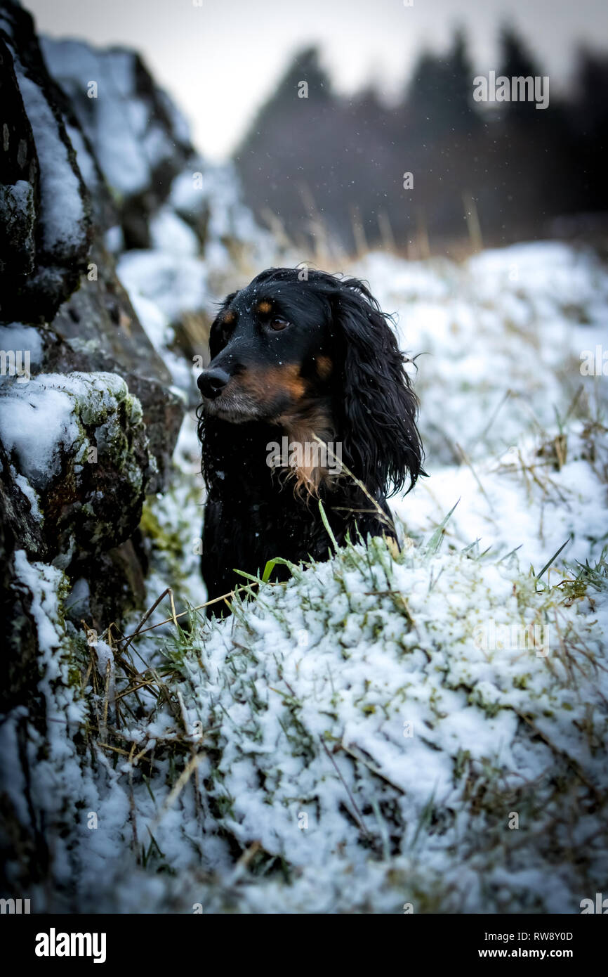 Tri color lavorando Cocker Spaniel. Fotografare accanto a una coperta di neve diga di pietra parete. seduta nella coperta di neve erba. Forest in background Foto Stock