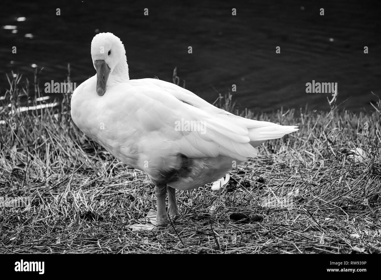 Bella oca bianca in un lago Foto Stock