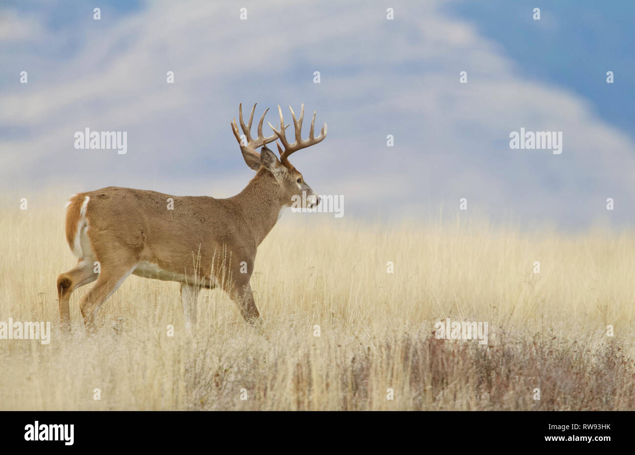 Culbianco Deer buck con il trofeo di categoria palchi sporting 16 punti di corna Foto Stock