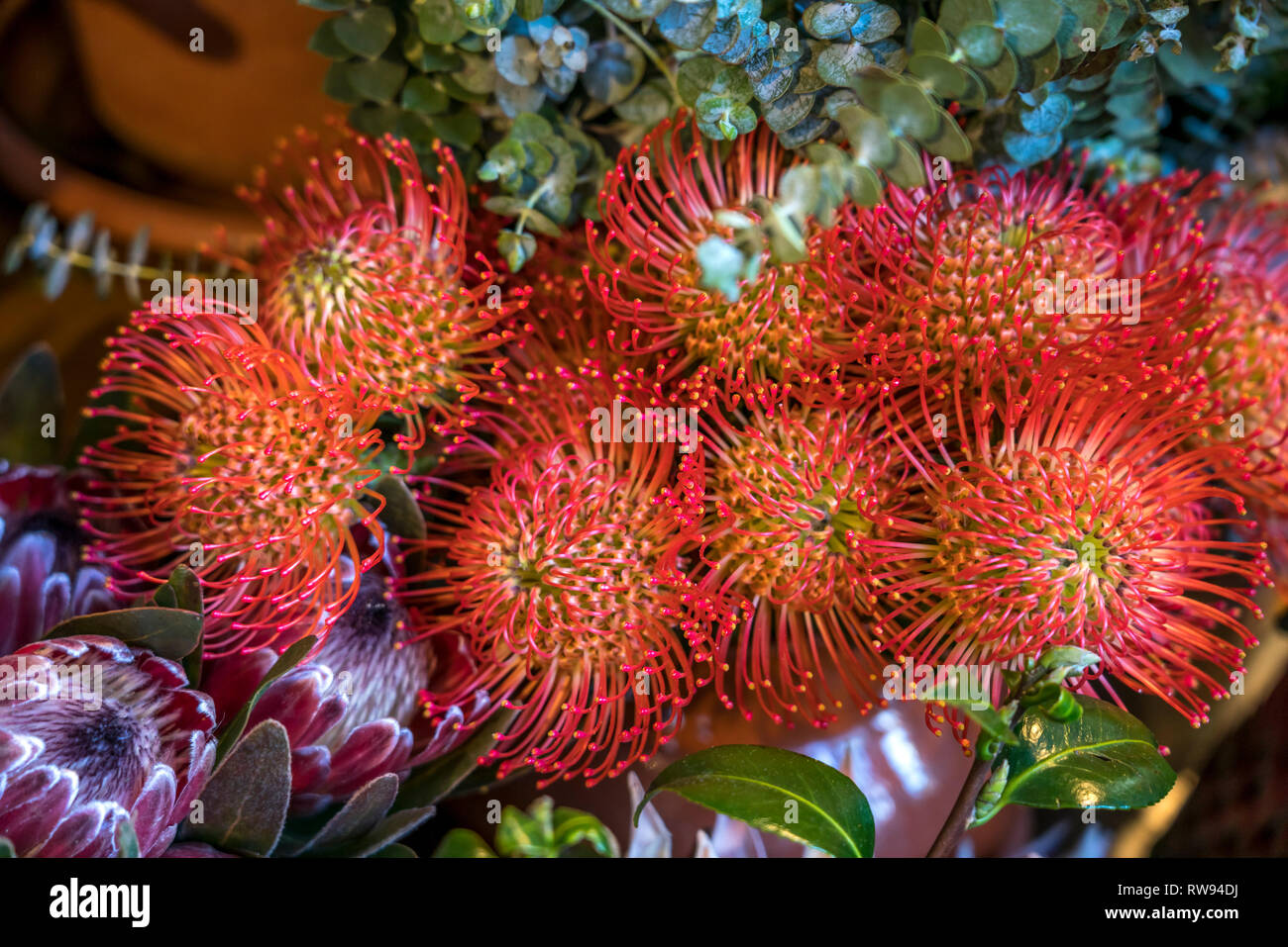Protea Blüten, Funchal, Madeira, Portogallo, Europa | Protea fiore, Funchal, Madeira, Portogallo, Europa Foto Stock