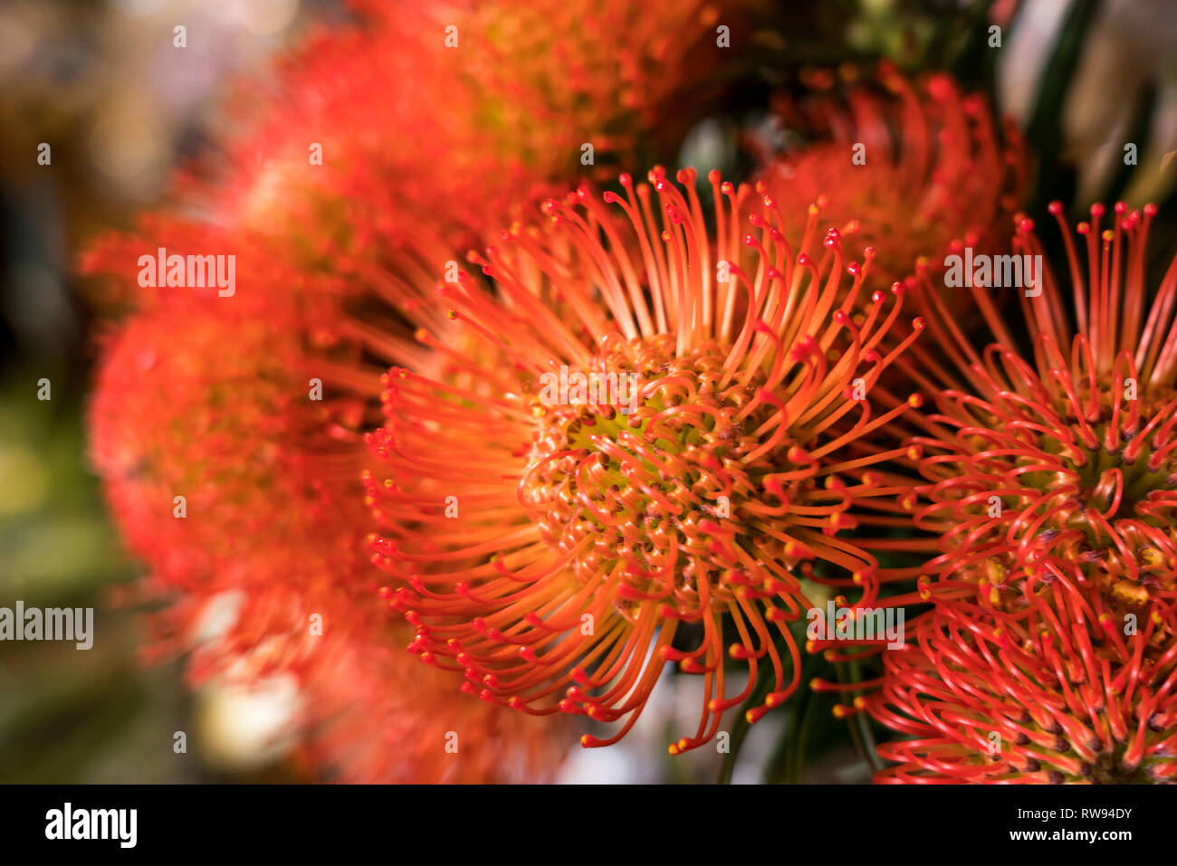 Protea Blüten, Funchal, Madeira, Portogallo, Europa | Protea fiore, Funchal, Madeira, Portogallo, Europa Foto Stock