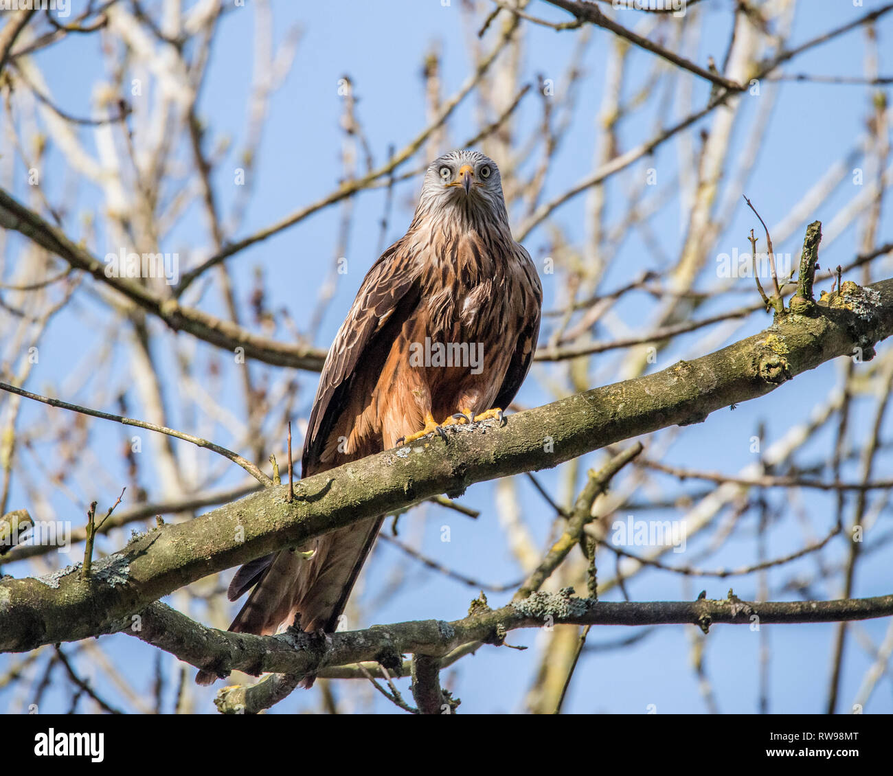 Aquilone rosso a riposo nella struttura ad albero Foto Stock