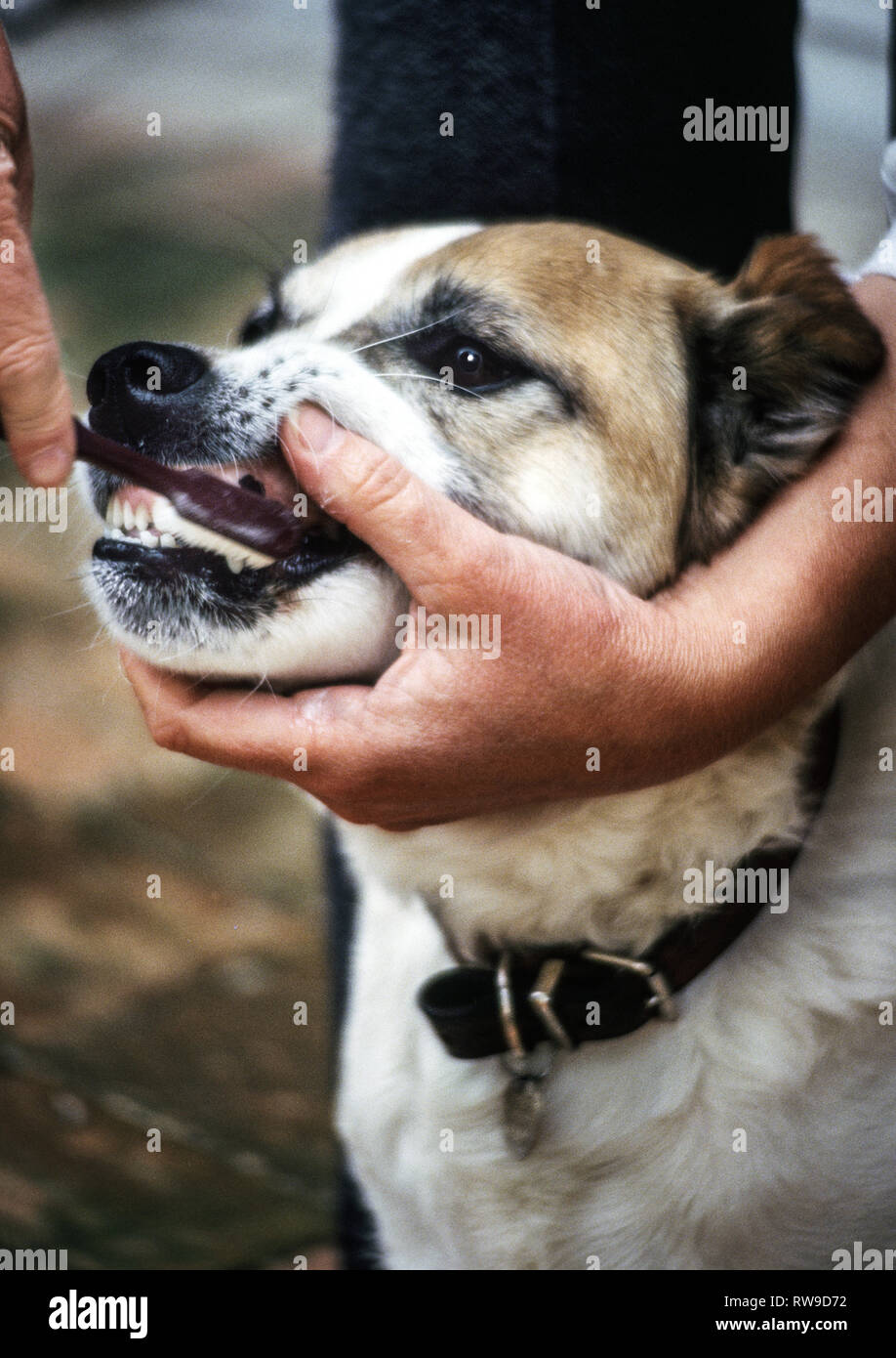 Il mio cane Bertie,a beagle maschi x Collie, avente i suoi denti puliti con la sua padrona. Foto Stock