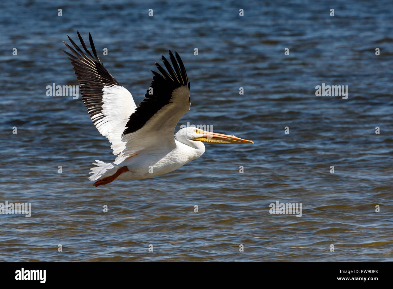 Americano bianco pellicano (Pelecanus erythrorhynchos) in volo, J.N. "Ing" Darling National Wildlife Refuge, Sanibel Island, Florida, Stati Uniti d'America Foto Stock