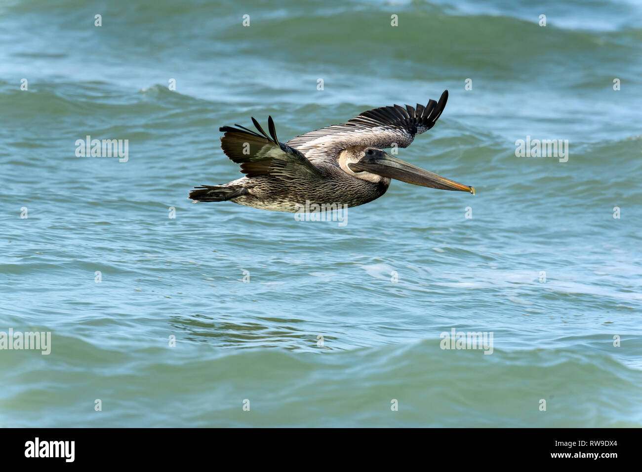 Brown pelican, (Pelecanus occidentalis) in volo vicino a Spiaggia Tigertail, Marco Island, Florida, Stati Uniti d'America Foto Stock