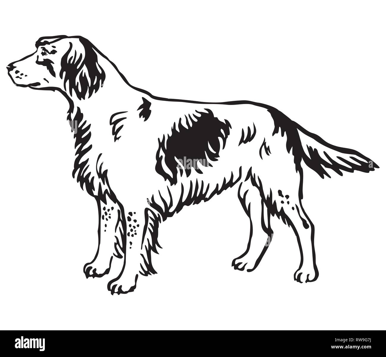 Profilo decorativo ritratto monocromatico di standing in profilo Munsterlander piccolo cane, vettore illustrazione isolato in colore nero su sfondo bianco Illustrazione Vettoriale