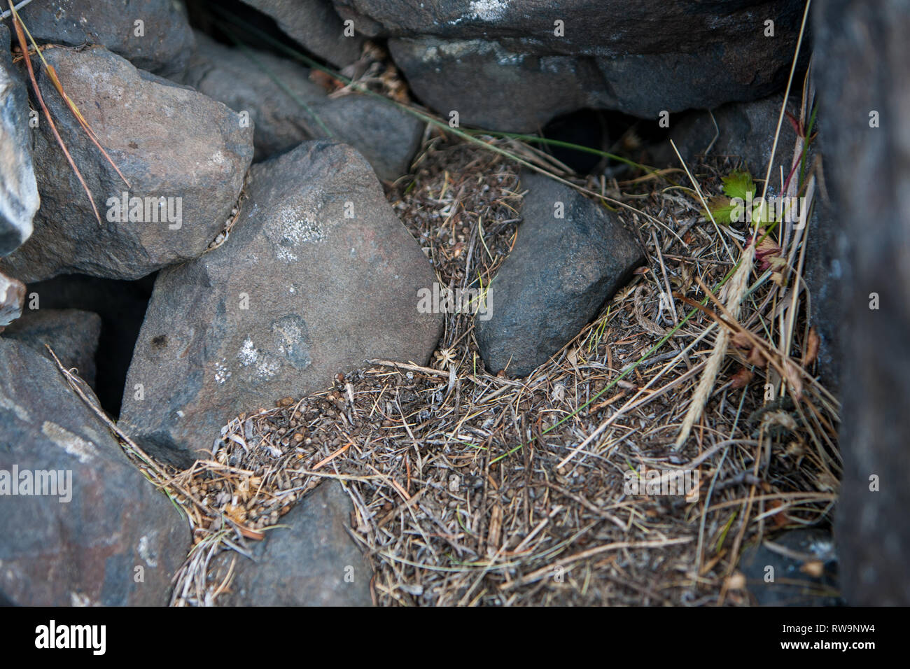 Diminutivo Pika raccogliere vegetazione, la pila a secco e poi prendere in nelle loro tane di memorizzare per consumo d'inverno. Foto Stock