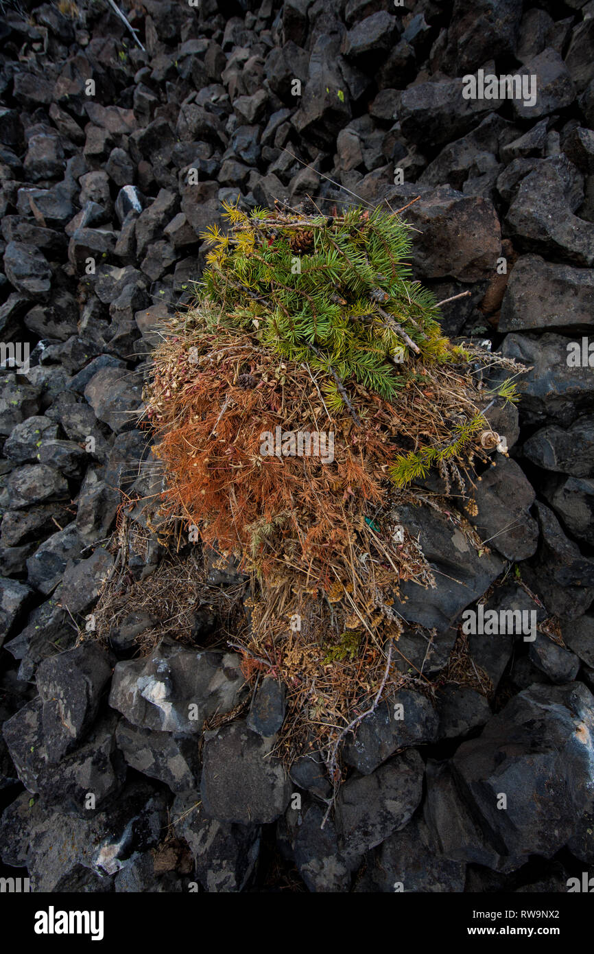 Diminutivo Pika raccogliere vegetazione, la pila a secco e poi prendere in nelle loro tane di memorizzare per consumo d'inverno. Foto Stock