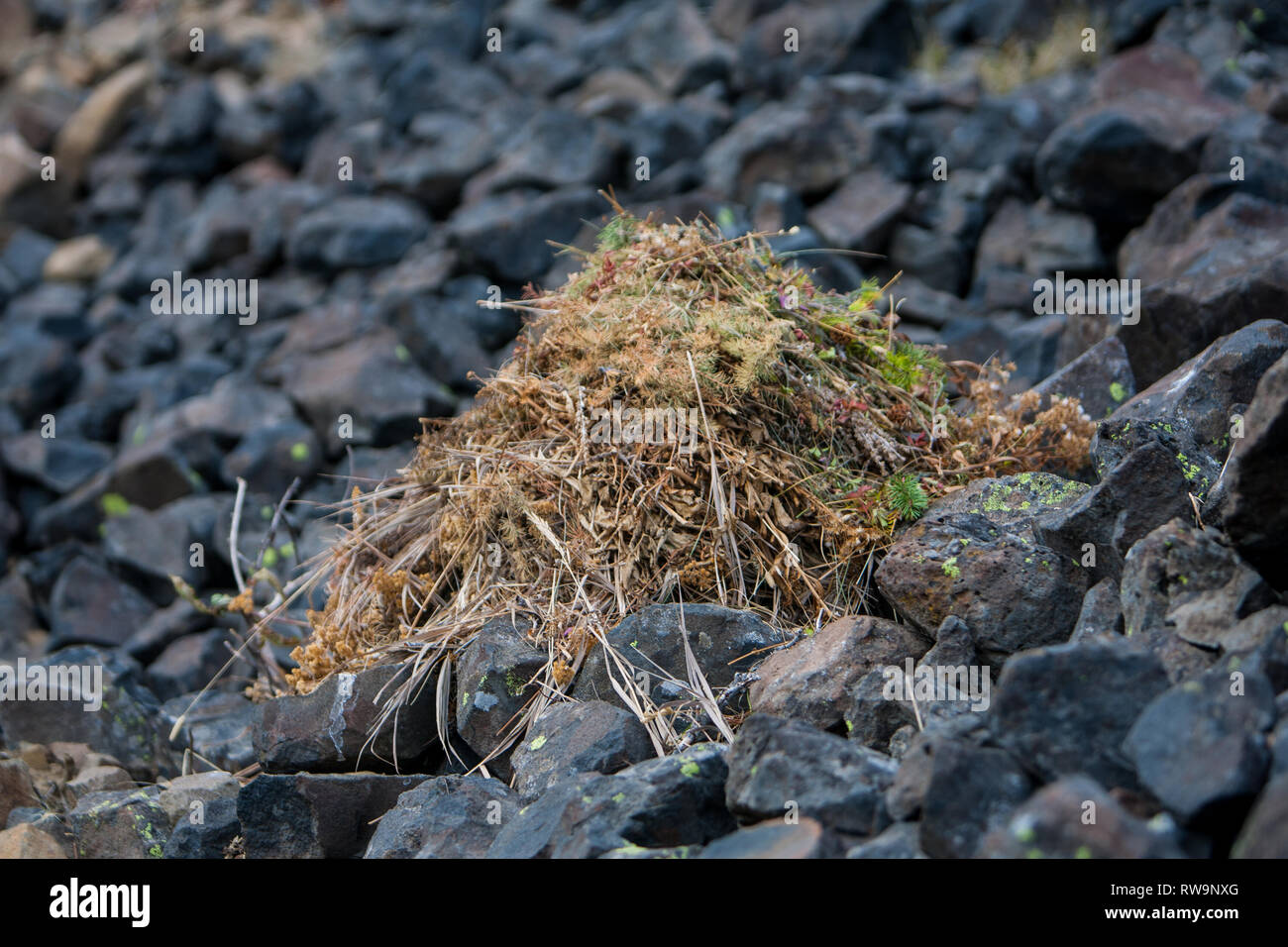 Diminutivo Pika raccogliere vegetazione, la pila a secco e poi prendere in nelle loro tane di memorizzare per consumo d'inverno. Foto Stock