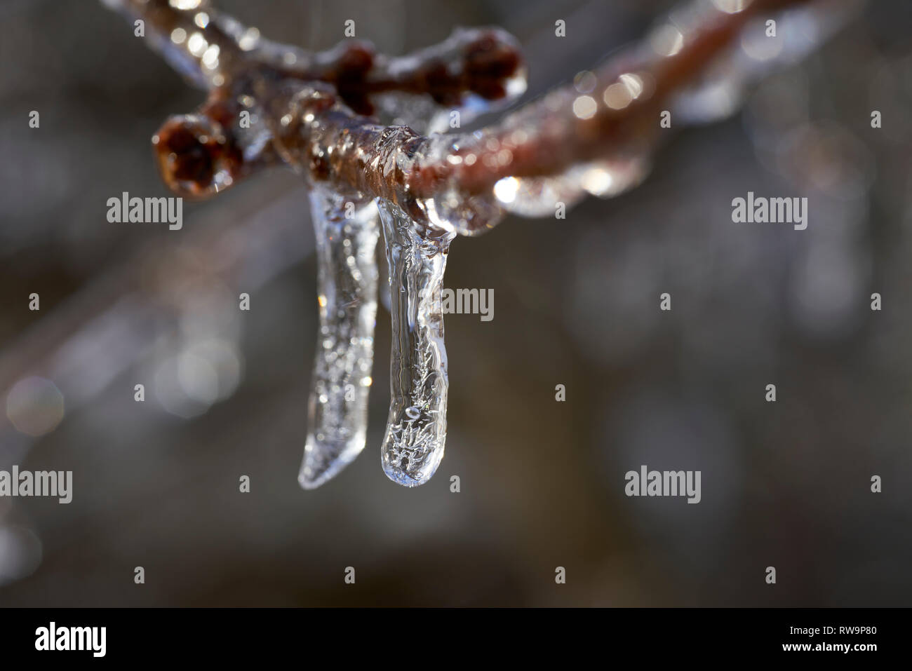 I rami degli alberi coperti da ghiaccio dopo congelamento tempesta di pioggia Foto Stock