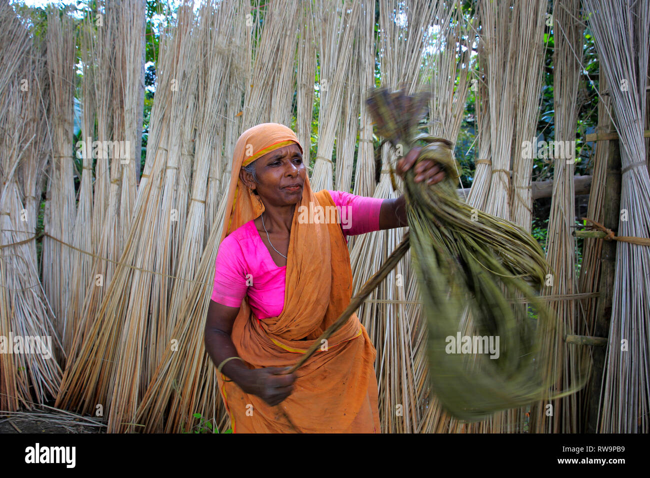 Una donna che separa le fibre di iuta da gambi. Faridpur, Bangladesh. Foto Stock