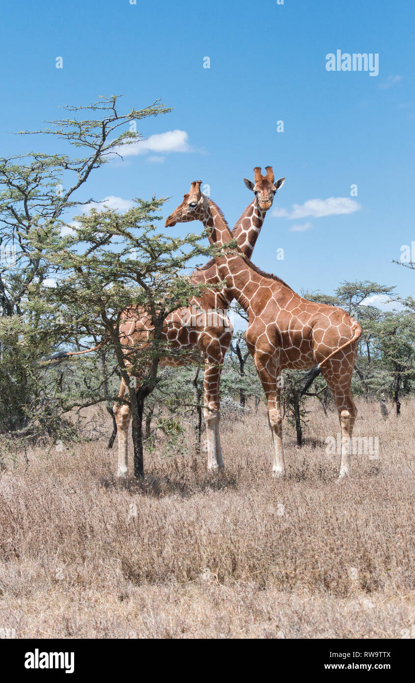 Giraffa reticolare (Giraffa camelopardalis reticulata), la razza della giraffa che si trova nel nord del Kenya e in Somalia Foto Stock