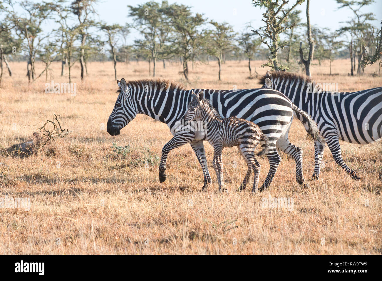 Zebra comune (Equus quagga) la madre e il nuovo nato puledro Foto Stock