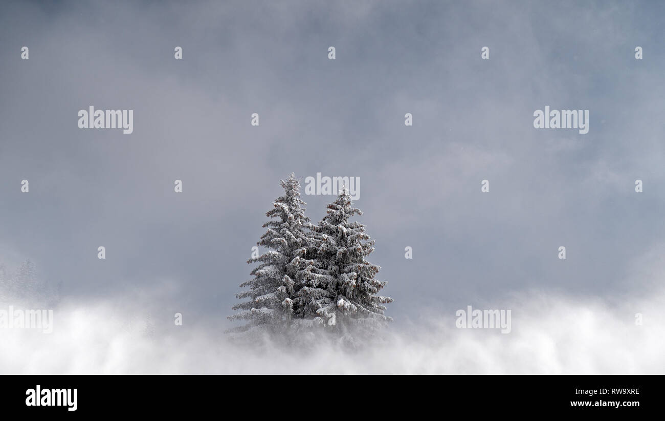 2 coperte di neve alberi di pino a sedersi in un nuvoloso, misty, paesaggio alpino. Gli alberi a sedersi in un perfetto freddo inverno scena. Foto Stock