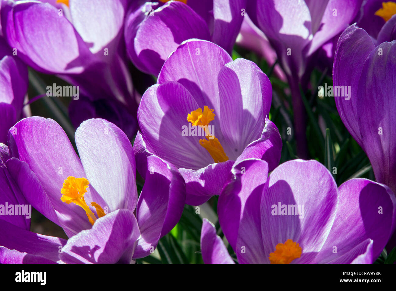 Crocus "Fiore record' Foto Stock