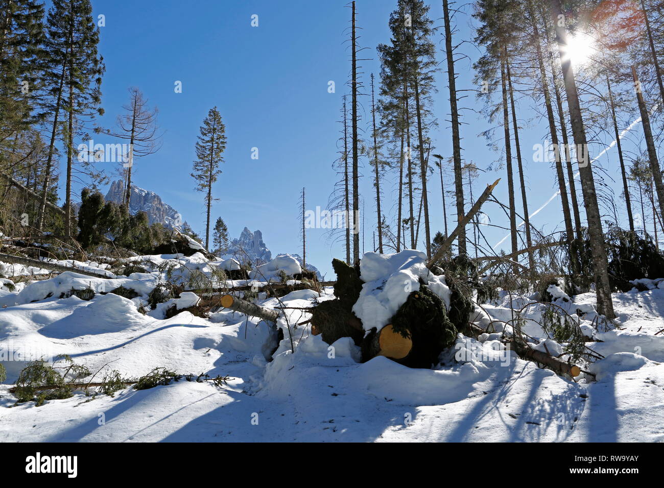 Danni provocati dalla tempesta nelle foreste di montagna delle Dolomiti in Trentino, Italia, Europa Foto Stock