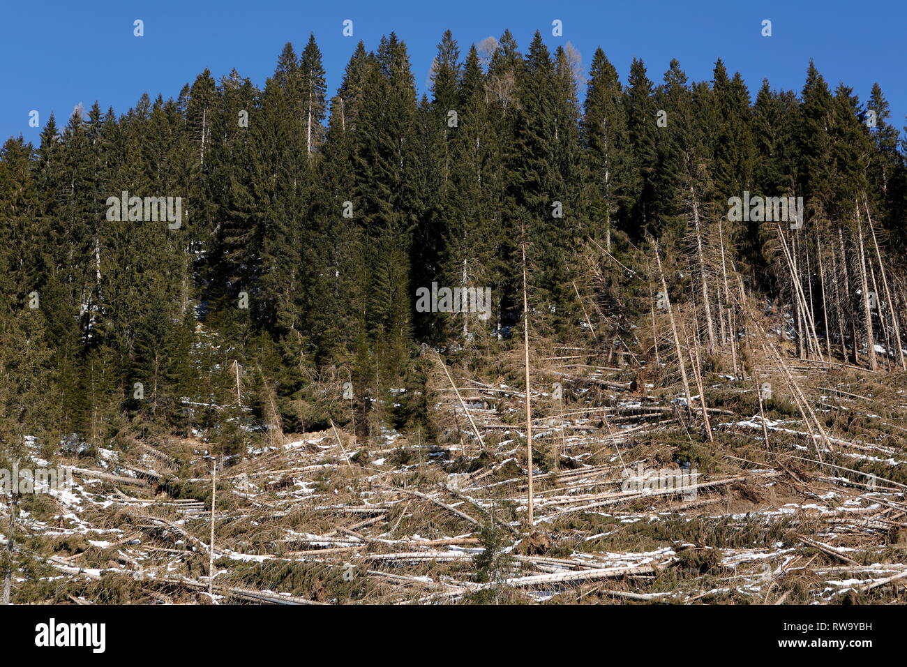 Danni provocati dalla tempesta nelle foreste di montagna delle Dolomiti in Trentino, Italia, Europa Foto Stock