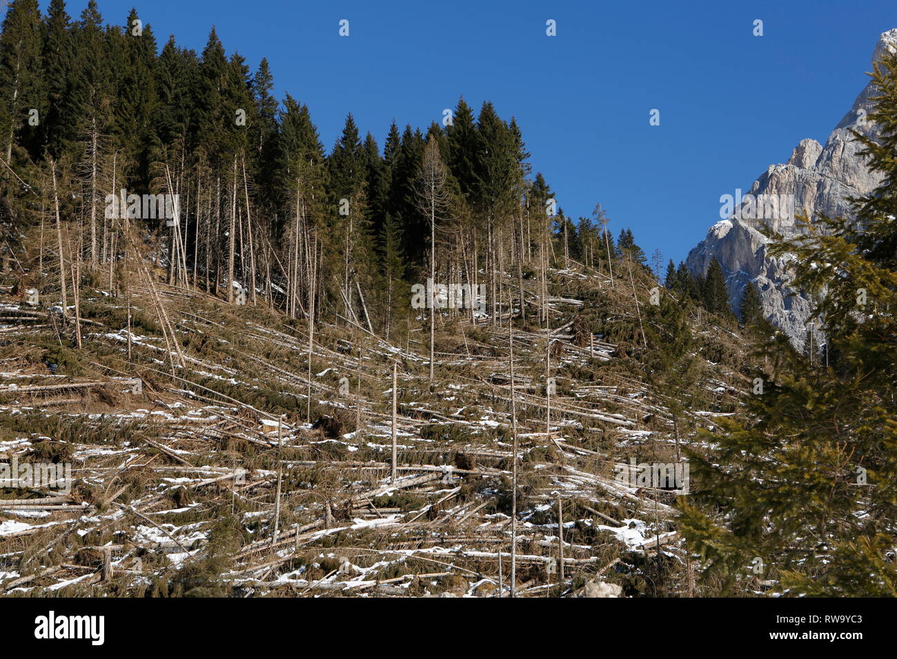 Danni provocati dalla tempesta nelle foreste di montagna delle Dolomiti in Trentino, Italia, Europa Foto Stock
