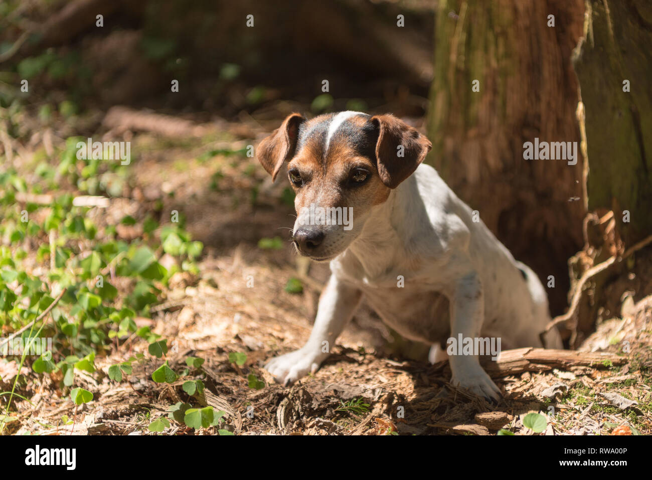 Jack Russell Terrier hound nella foresta. Cane da caccia è alla ricerca di un nido Foto Stock