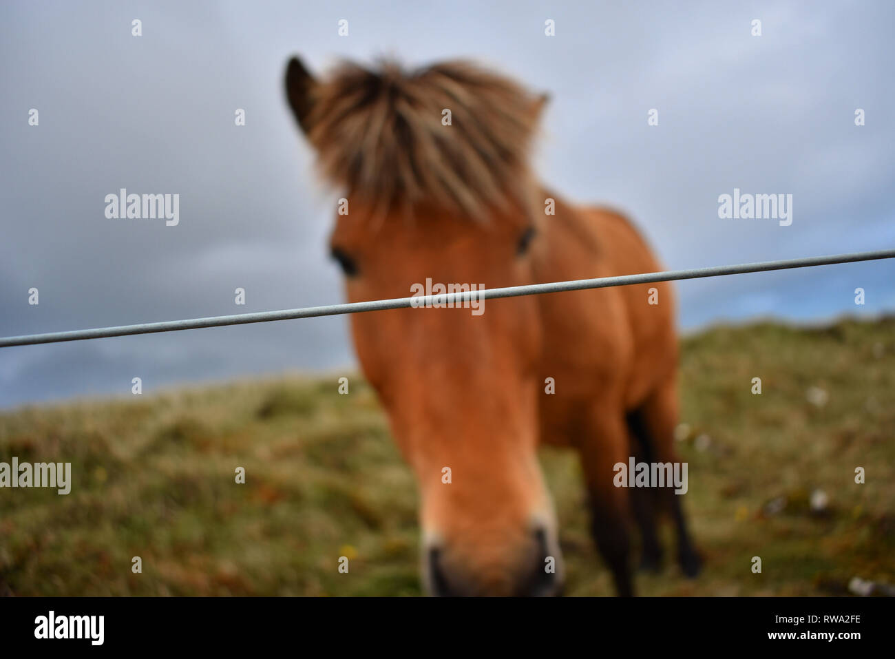 Cavallo islandese Foto Stock