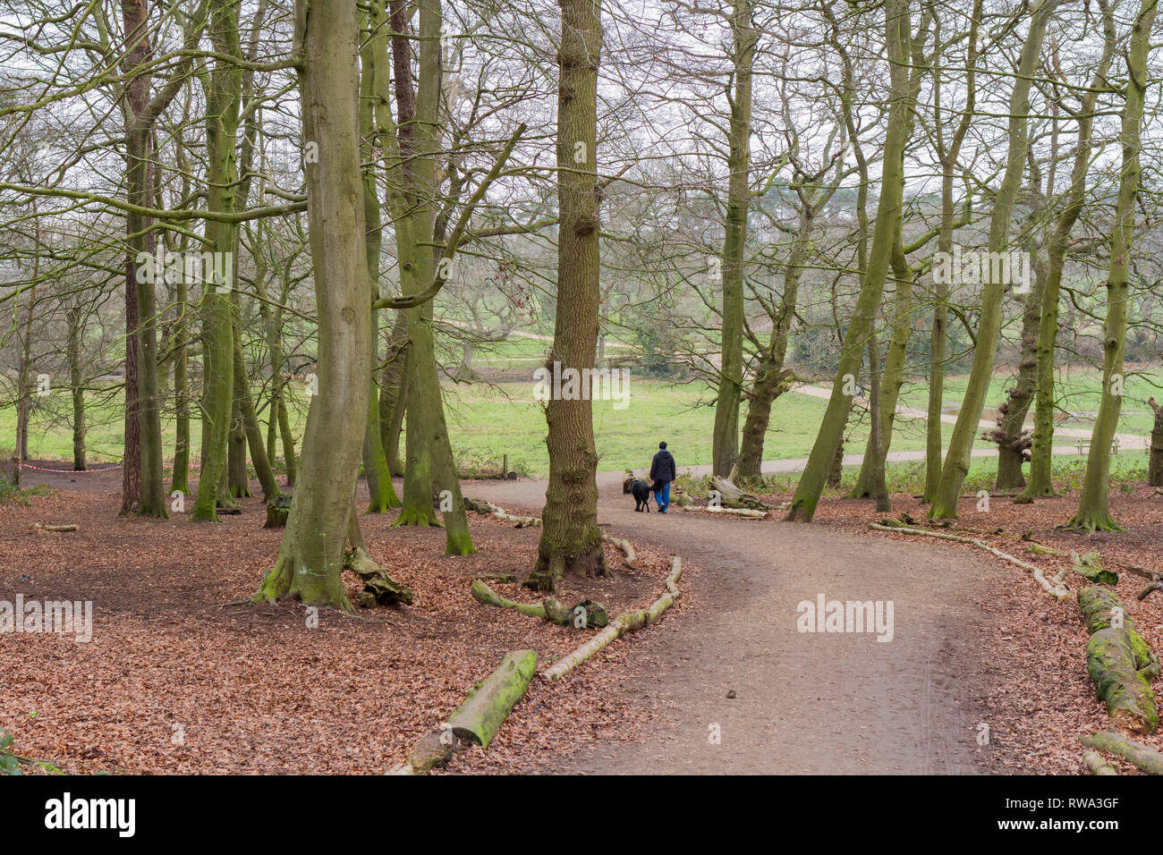 Persona cane a piedi lungo un sentiero attraverso la zona boschiva, Dorset, Regno Unito Foto Stock