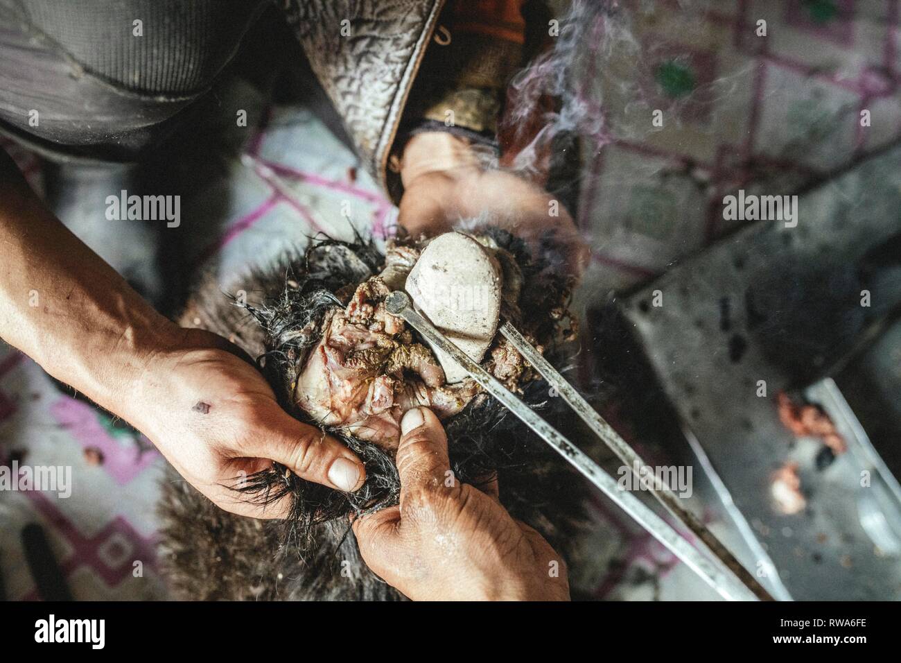 Pietre calde vengono riempiti nel corpo con pinze, la cucina tradizionale di una capra con pietre calde nel suo ventre Foto Stock