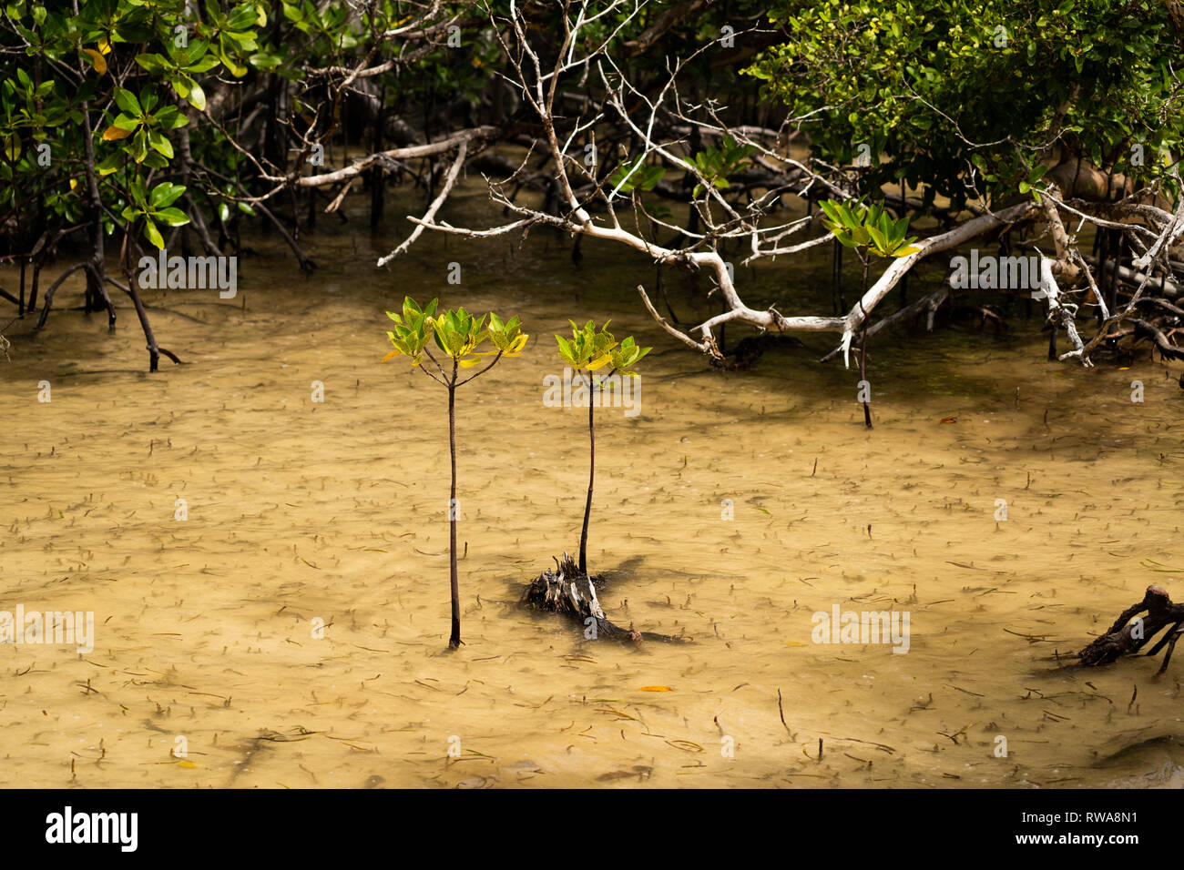 La foresta di mangrovie fotografato su Curieuse isola riserva, Seicelle, Foto Stock