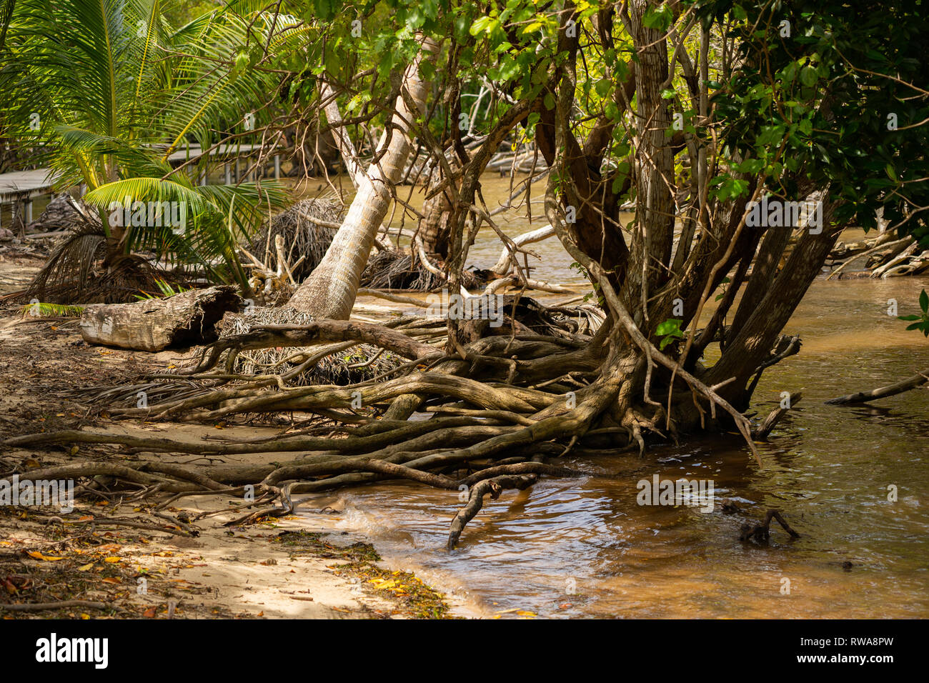 La foresta di mangrovie fotografato su Curieuse isola riserva, Seicelle, Foto Stock