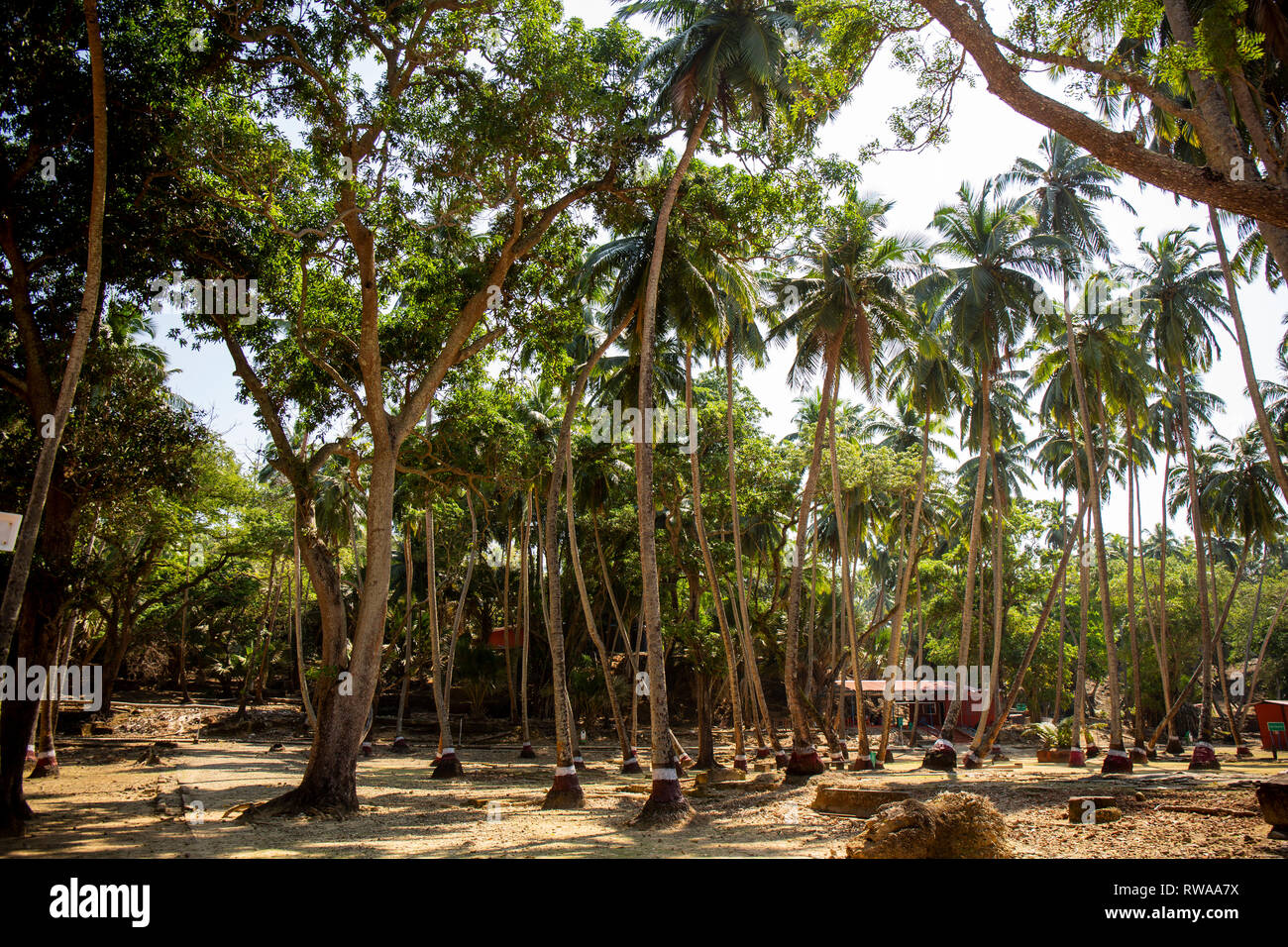 Le palme da cocco sulla isola di Ross, che fa parte delle Isole Andamane e Nicobare dell India. Foto Stock