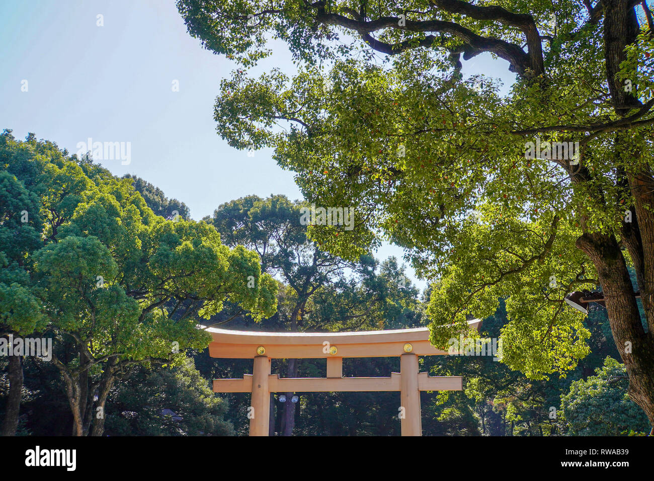 Rinnovato torii gate a Meiji Jingu. Il Tempio di Meiji situato in Shibuya, Tokyo, è il santuario scintoista che è dedicata ai distillati deificato dell'Imperatore Foto Stock