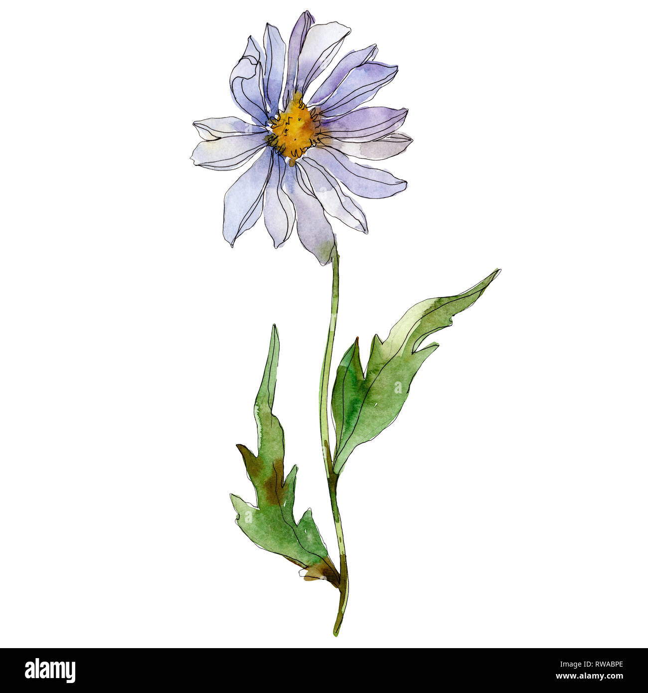 Daisy floreale di fiori botanica. Wild molla a balestra di fiori selvaggi isolati. Acquerello illustrazione dello sfondo impostato. Disegno ad acquerello fashion aquarelle. È Foto Stock