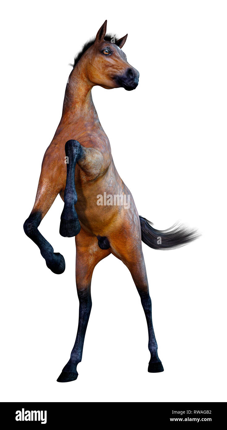3D rendering di una baia a cavallo puledro isolati su sfondo bianco Foto Stock
