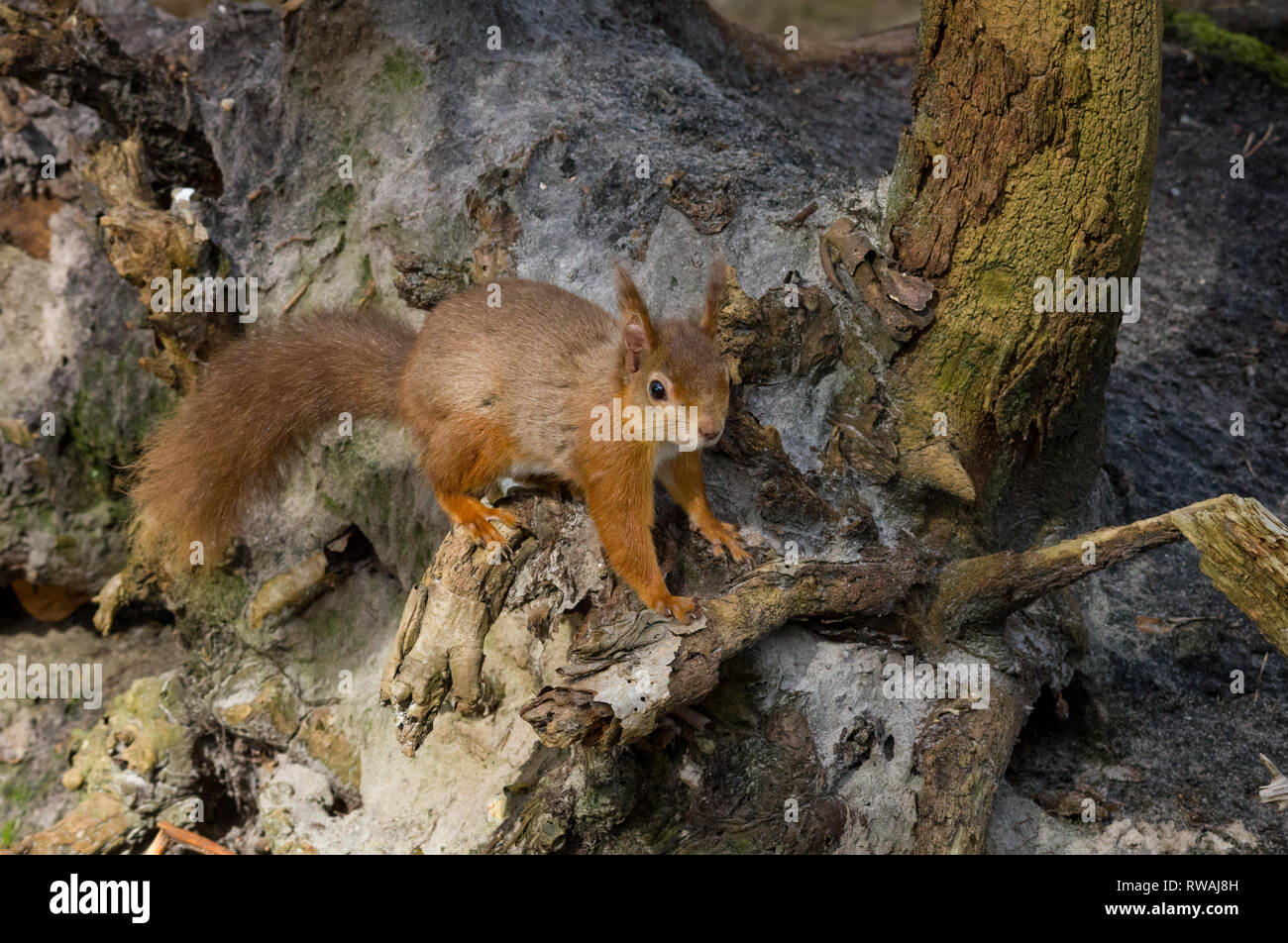 Scoiattolo rosso alla ricerca di cibo Foto Stock