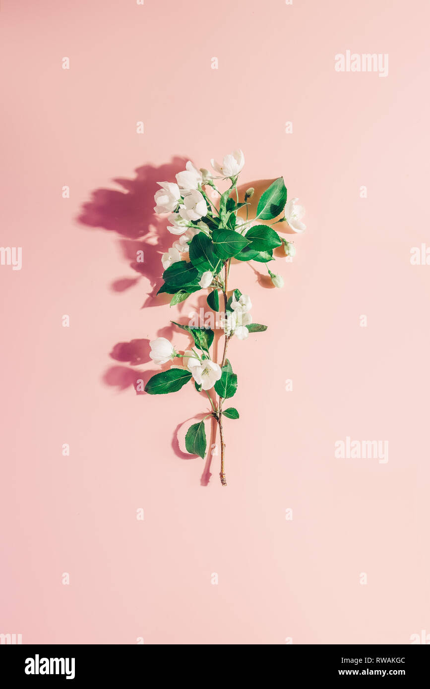 Fioritura di melo su una rosa di sfondo color pastello. Layout creativi. Concetto - molla minimalismo Foto Stock